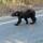 88 bear
