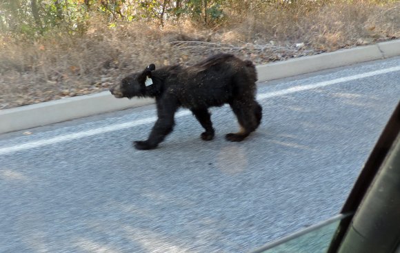 88 bear