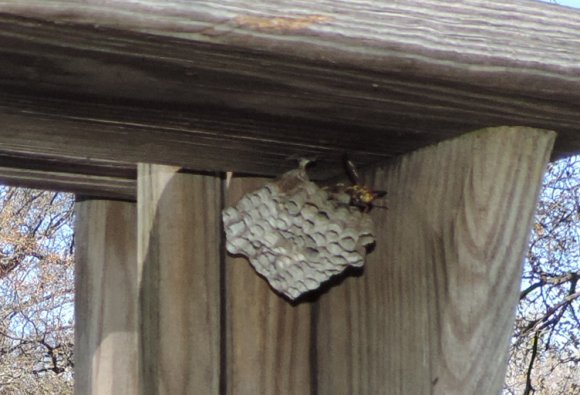 11 wasp nest