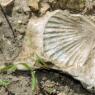 fossil