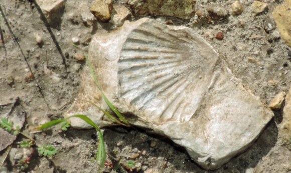 fossil
