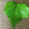 16 heart leaf from hannah