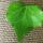 16 heart leaf from hannah
