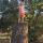 07 tree hannah