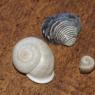 05 shells