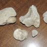 06 shell fossils