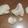06 shell fossils