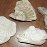 07 fossils