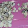 08 shells
