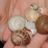 09 snail shells