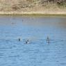 10 ducks