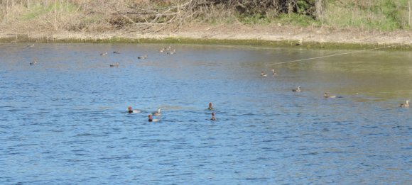 10 ducks