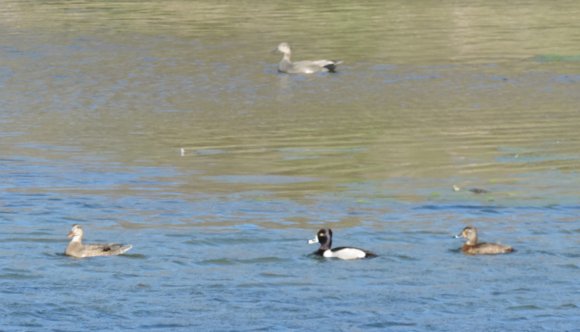 11 ducks