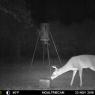 MOULTRIE DIGITAL GAME CAMERA