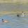 12 ducks