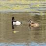 13 ducks