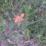 20 indian paintbrush