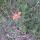 20 indian paintbrush