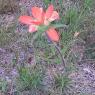 21 indian paintbrush