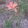 21 indian paintbrush