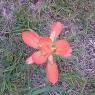 22 indian paintbrush