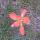 22 indian paintbrush