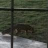 23 fox