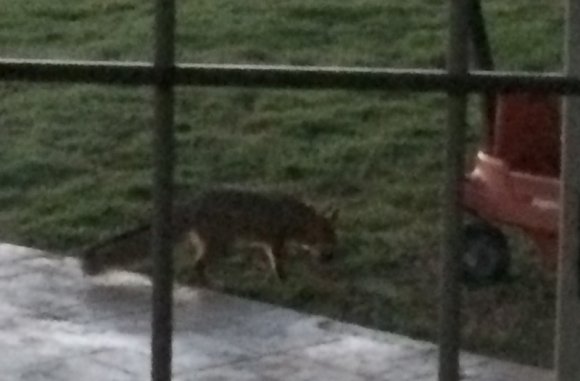 23 fox