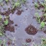 33 ants