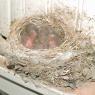 39 chicks
