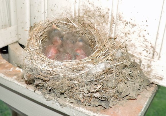 39 chicks