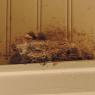 41 chicks