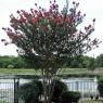 51 crepe myrtle