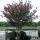 51 crepe myrtle