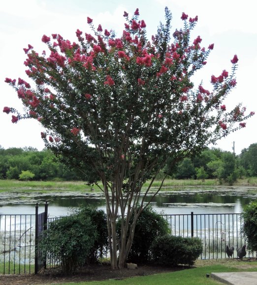 51 crepe myrtle
