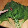 66 fresh veggies