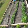 67 garden