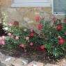 74 roses close