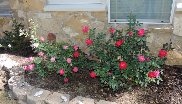 74 roses close