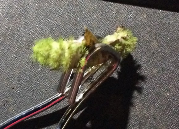 75 pokey caterpillar