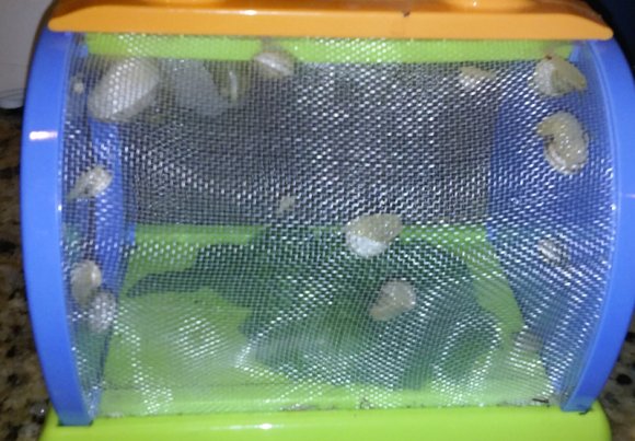 03 snails from garden
