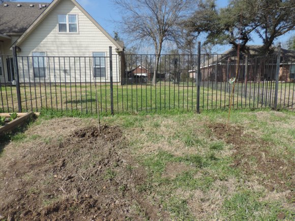 05 new trees