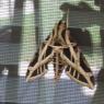 101 moth