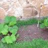 12 pumpkin patch