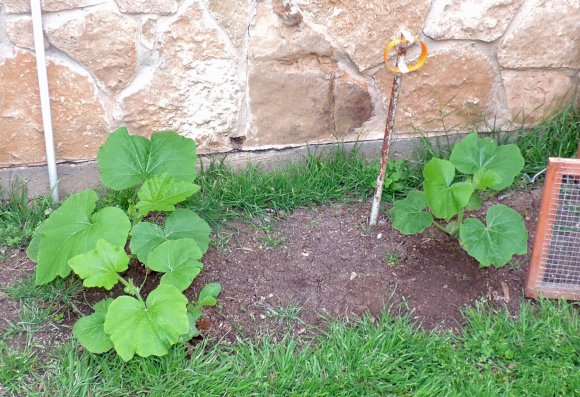 12 pumpkin patch
