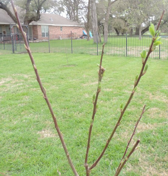 15 plum tree