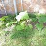 23 pumpkins
