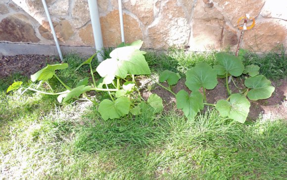 23 pumpkins