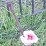 25 first peach blossom