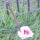 25 first peach blossom
